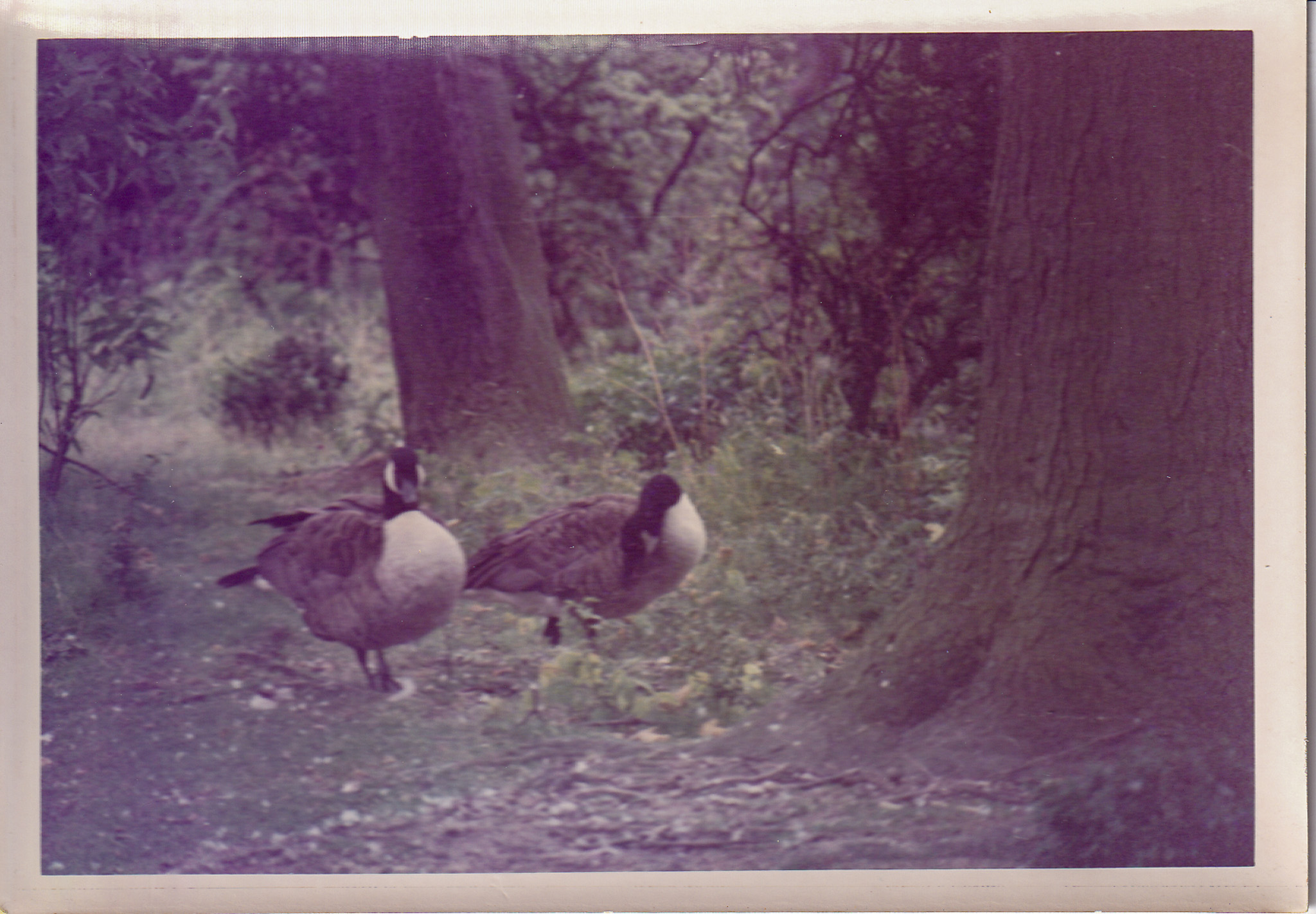 Canada geese